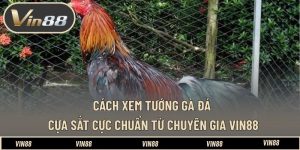 Cách Xem Tướng Gà Đá Cựa Sắt Cực Chuẩn Từ Chuyên Gia VIN88