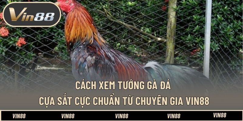 Cách Xem Tướng Gà Đá Cựa Sắt Cực Chuẩn Từ Chuyên Gia VIN88