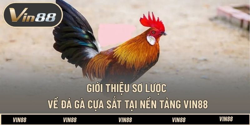 Giới thiệu sơ lược về đá gà cựa sắt tại nền tảng VIN88 Giới thiệu sơ lược về đá gà cựa sắt tại nền tảng VIN88