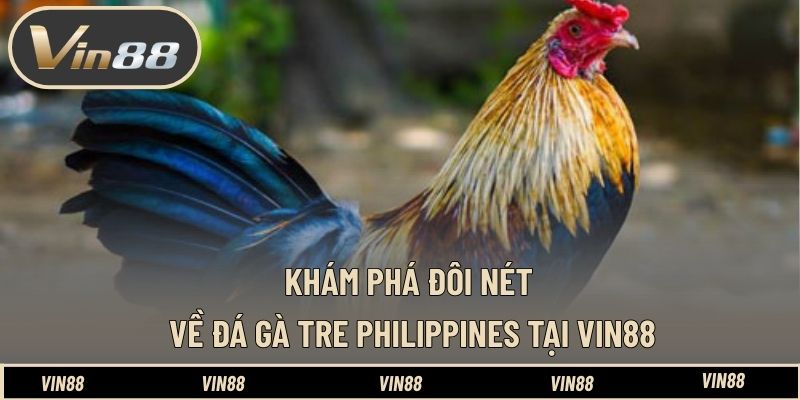 Khám phá đôi nét về đá gà tre Philippines tại VIN88