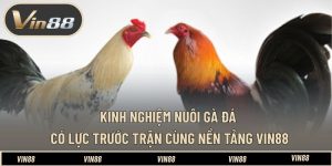 Kinh Nghiệm Nuôi Gà Đá Có Lực Trước Trận Cùng Nền Tảng VIN88