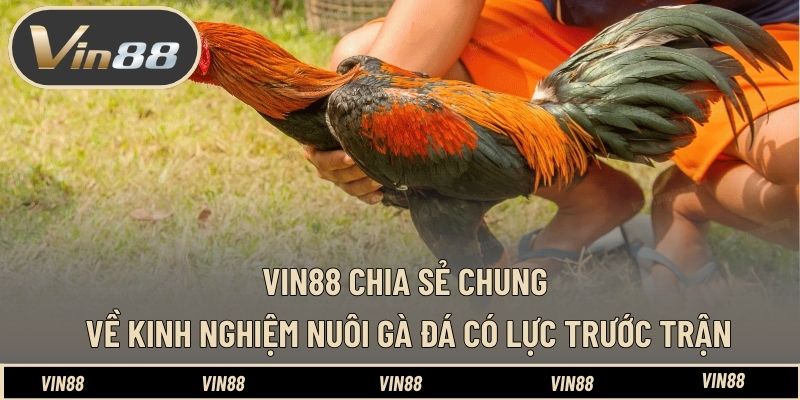 VIN88 chia sẻ chung về kinh nghiệm nuôi gà đá có lực trước trận VIN88 chia sẻ chung về kinh nghiệm nuôi gà đá có lực trước trận