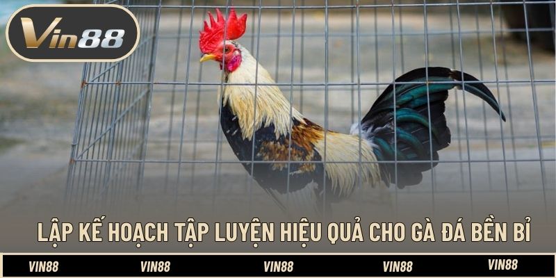 Lập kế hoạch tập luyện hiệu quả cho gà đá bền bỉ Lập kế hoạch tập luyện hiệu quả cho gà đá bền bỉ