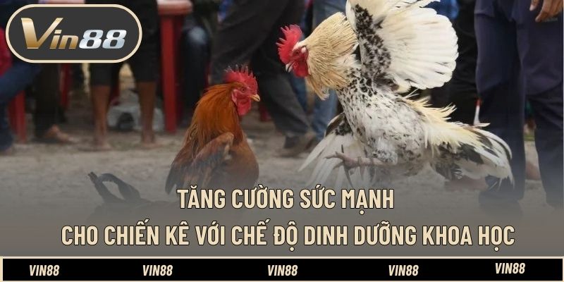 Tăng cường sức mạnh cho chiến kê với chế độ dinh dưỡng khoa học Tăng cường sức mạnh cho chiến kê với chế độ dinh dưỡng khoa học