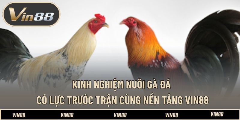 Kinh Nghiệm Nuôi Gà Đá Có Lực Trước Trận Cùng Nền Tảng VIN88