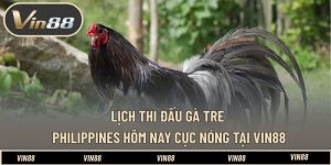 Lịch Thi Đấu Gà Tre Philippines Hôm Nay Cực Nóng Tại VIN88