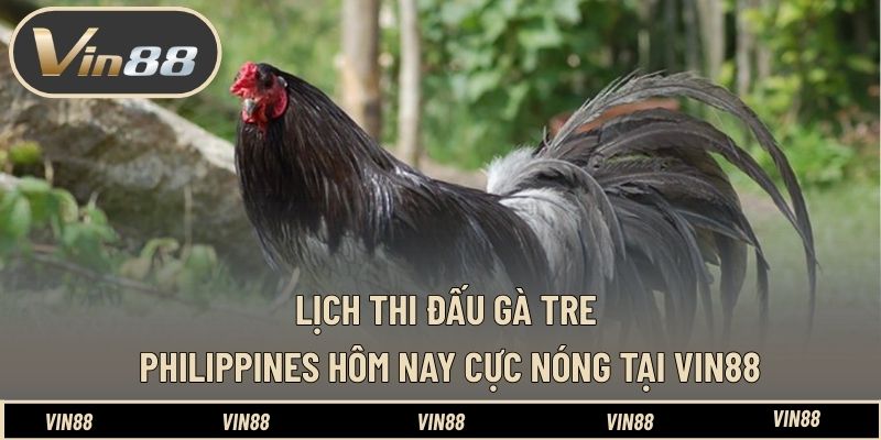 Lịch Thi Đấu Gà Tre Philippines Hôm Nay Cực Nóng Tại VIN88