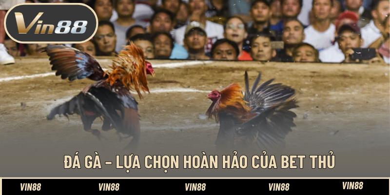 Đá gà – Lựa chọn hoàn hảo của bet thủ Đá gà – Lựa chọn hoàn hảo của bet thủ