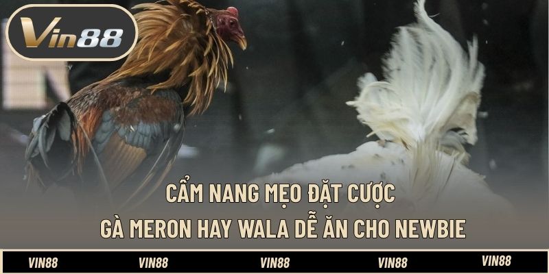 Cẩm nang mẹo đặt cược gà Meron hay Wala dễ ăn cho newbie