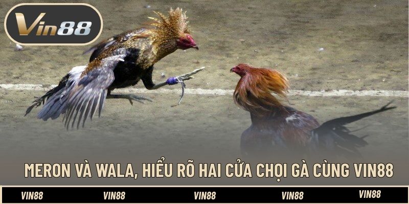 Meron và Wala, hiểu rõ hai cửa chọi gà cùng VIN88