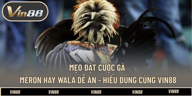 Mẹo Đặt Cược Gà Meron Hay Wala Dễ Ăn - Hiểu Đúng Cùng VIN88