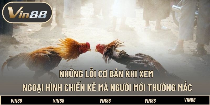 Những lỗi cơ bản khi xem ngoại hình chiến kê mà người mới thường mắc Những lỗi cơ bản khi xem ngoại hình chiến kê mà người mới thường mắc
