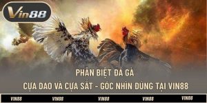 Phân Biệt Đá Gà Cựa Dao Và Cựa Sắt - Góc Nhìn Đúng Tại VIN88