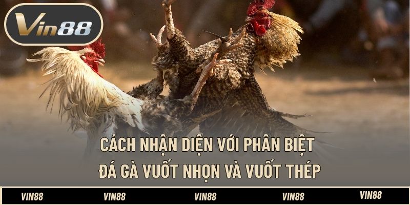 Cách nhận diện với phân biệt đá gà vuốt nhọn và vuốt thép