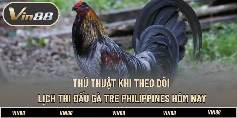 Thủ thuật khi theo dõi lịch thi đấu gà tre Philippines hôm nay