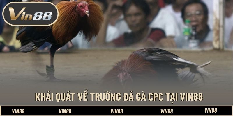 Khái quát về trường đá gà CPC tại VIN88