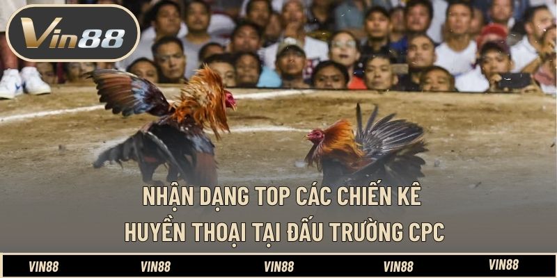 Nhận dạng top các chiến kê huyền thoại tại đấu trường CPC