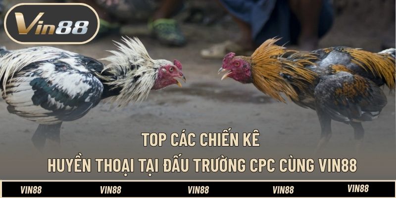 Top Các Chiến Kê Huyền Thoại Tại Đấu Trường CPC Cùng VIN88