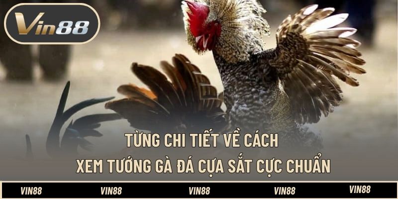 Từng chi tiết về cách xem tướng gà đá cựa sắt cực chuẩn Từng chi tiết về cách xem tướng gà đá cựa sắt cực chuẩn